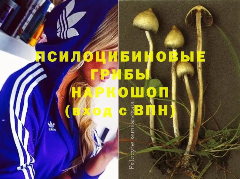 Галлюциногенные грибы Psilocybine cubensis  наркотики  Бакал 